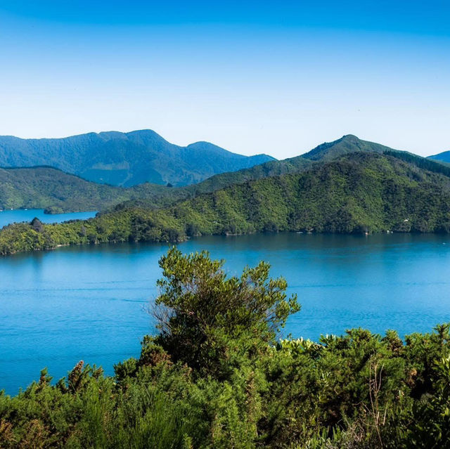 Tranquil Trails and Sweet Treats: Discovering the Havelock Link Track 