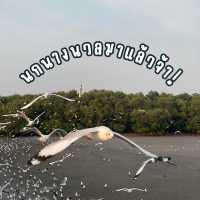นกนางนวลมาแล้วจ้าา