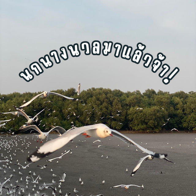 นกนางนวลมาแล้วจ้าา