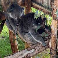 🐨 造訪瑪璐考拉和動物公園的歡樂時光 🌿