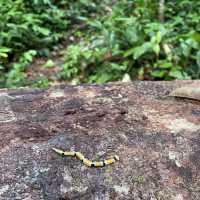 Hike at Bung Muan Bau Sarawak