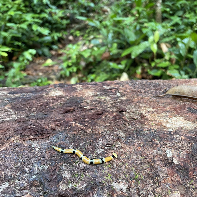 Hike at Bung Muan Bau Sarawak