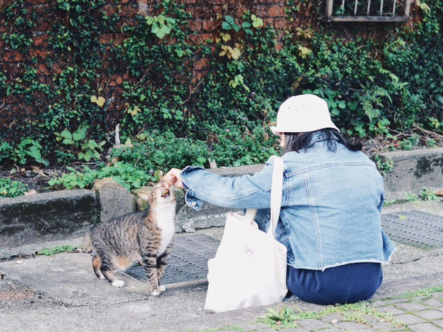 Houtong Cat Village สวรรค์ของคนรักแมว