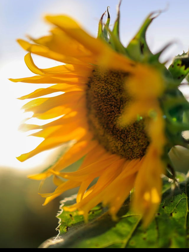 Ipoh Sunflower Garden: A Burst of Sunshine