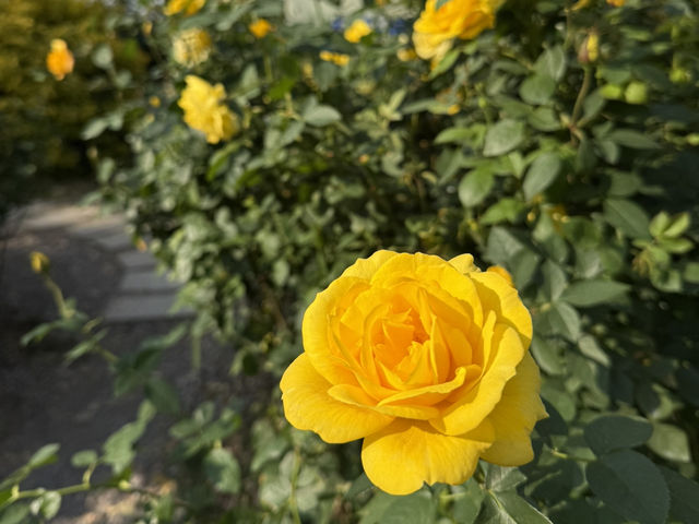 珠海📍橫琴花海長廊