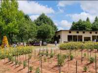 Sera Kogen Farm - Sunflower Festival