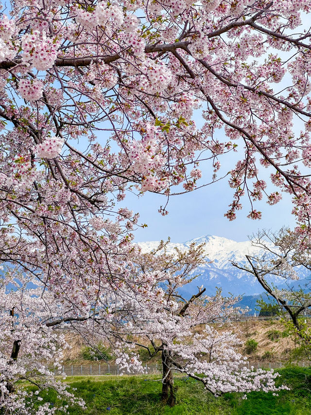 数年越しの念願叶い、やっと見れた春の四重奏！