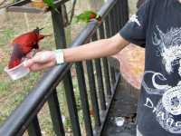 Feathers, Fun, and Nature: Discover the Magic of KL Bird Park