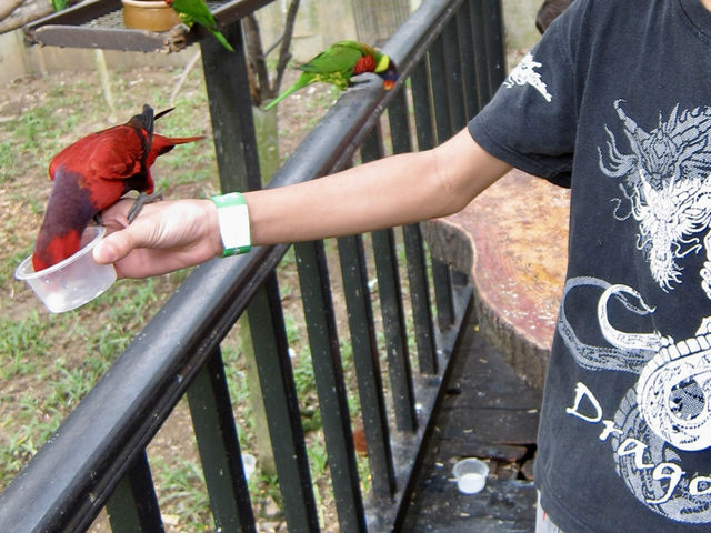 Feathers, Fun, and Nature: Discover the Magic of KL Bird Park