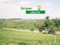 ไร่ชาที่กว้างใหญ่และวิวสวยจิ้งที่เชียงราย 🌱