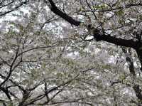Cherry Blossoms Aren’t Just in Japan, Seoul Has Them Too: Yeouido Hangang Park