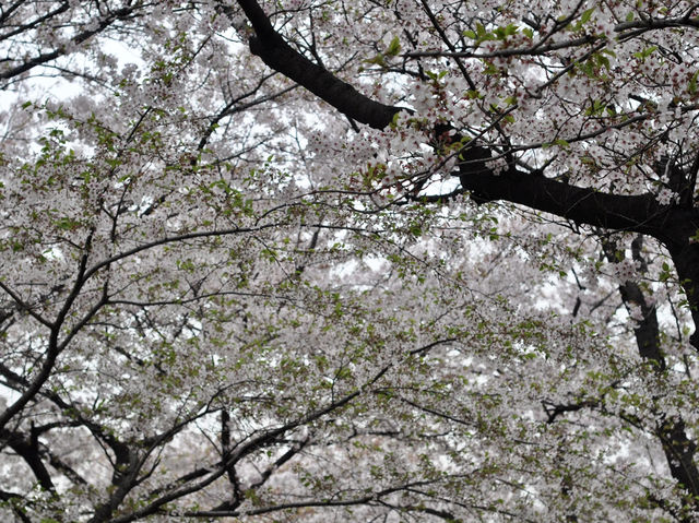Cherry Blossoms Aren’t Just in Japan, Seoul Has Them Too: Yeouido Hangang Park