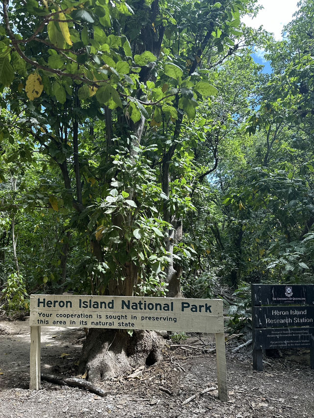 澳洲小眾島嶼Heron island看海龜🐢