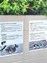 🐱 후쿠오카 아이노시마 섬에서 만난 고양이 천국! 🏝️