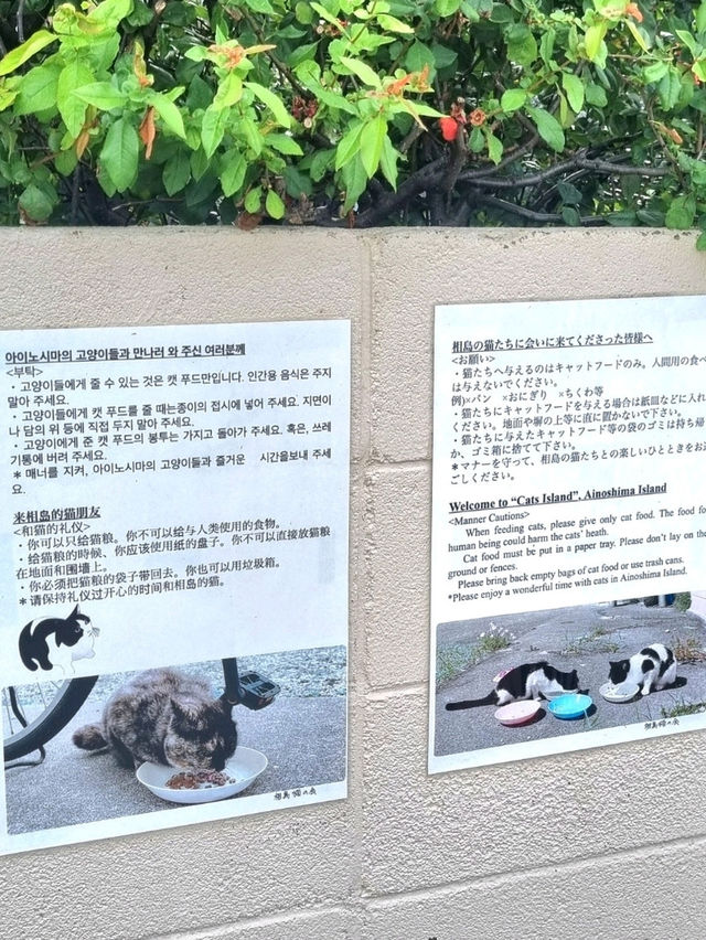 🐱 후쿠오카 아이노시마 섬에서 만난 고양이 천국! 🏝️