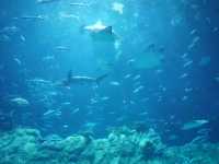 Swooping Over the Sea: Ocean Park's Best Moments