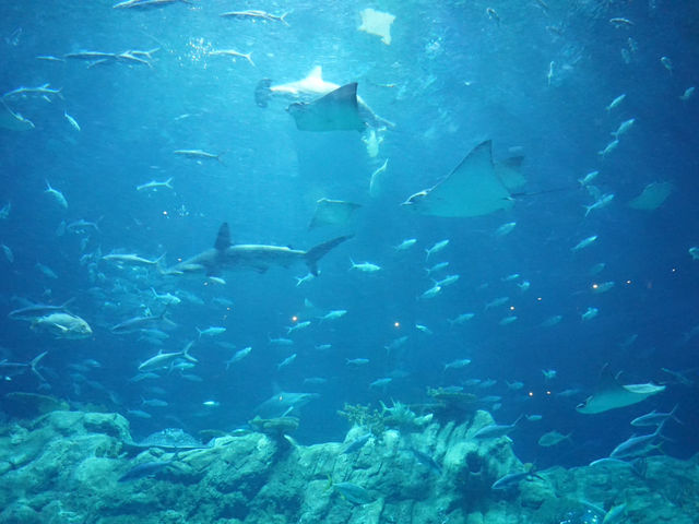 Swooping Over the Sea: Ocean Park's Best Moments