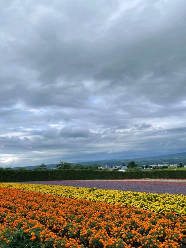 여름에 가기 좋은 훗카이도 비에이 투어🌻🌷🌻🌷