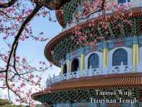 Cherry Blossom Viewing -Tianyuan Palace