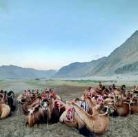 Pangong Lake – The Jewel of Ladakh 🌊