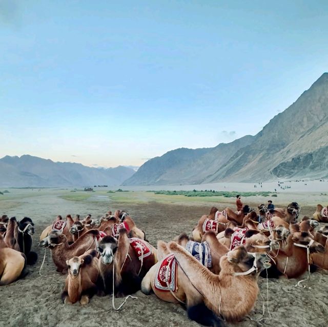 Pangong Lake – The Jewel of Ladakh 🌊
