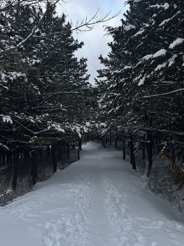 옛날부터 노루가 많이 살았던 또 다른 제주 설경 명소❄️