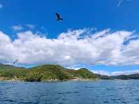 伊根遊船餵食海鷗，近距離感受海之京都