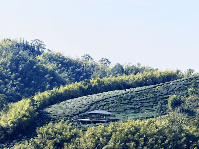 霧裡的茶園～雲嘉五連峰（台灣）
