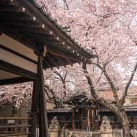 志式神社⛩️神聖與寧靜的交匯🌸⛩️