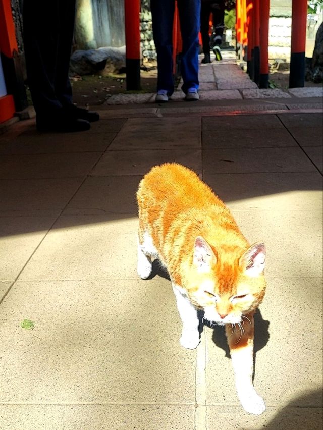 🐾 Exploring Yanaka Ginza: Tokyo’s Cat Lover’s Paradise! 🐱✨