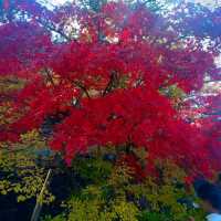 ศาลเจ้านิกโก้โทโชกุ (Toshogu Shrine)