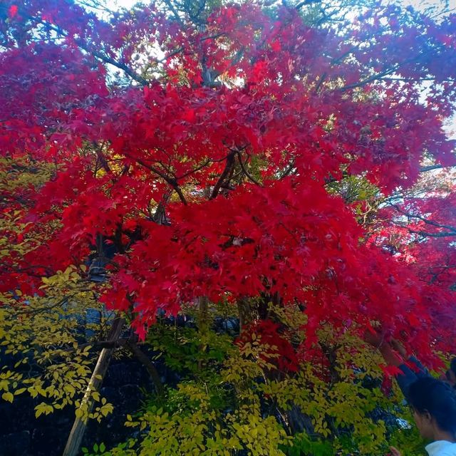 ศาลเจ้านิกโก้โทโชกุ (Toshogu Shrine)