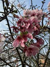 🌸 櫻花盛開，淡水無極天元宮的夢幻之旅 🌸