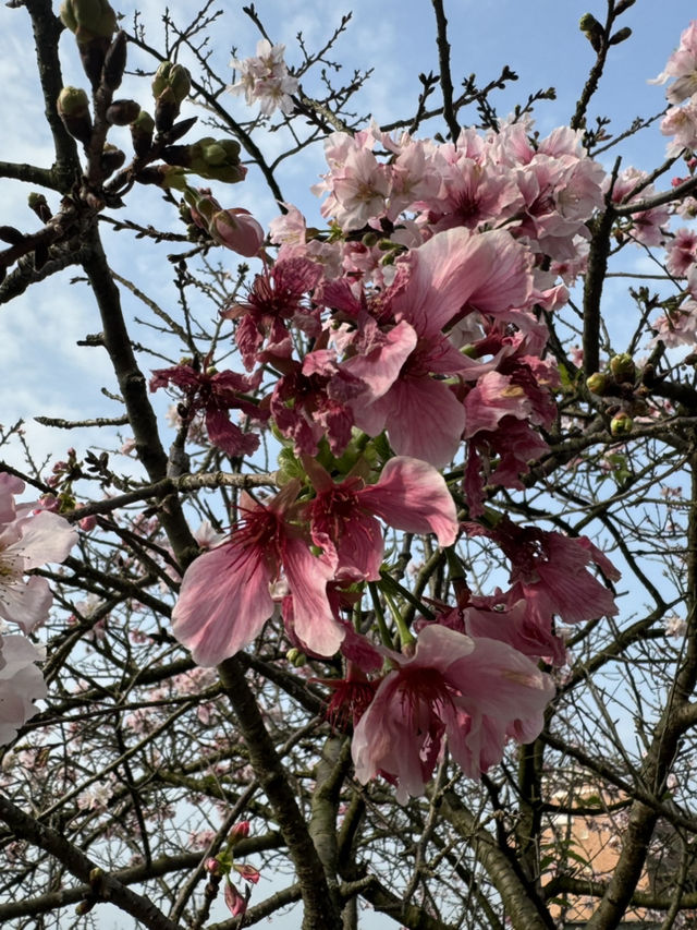 🌸 櫻花盛開，淡水無極天元宮的夢幻之旅 🌸