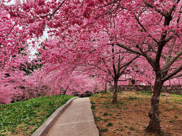 福壽山農場|千櫻園櫻花美景