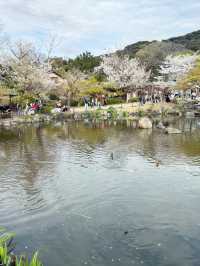 京都圓山公園的櫻花之旅 🌸✨