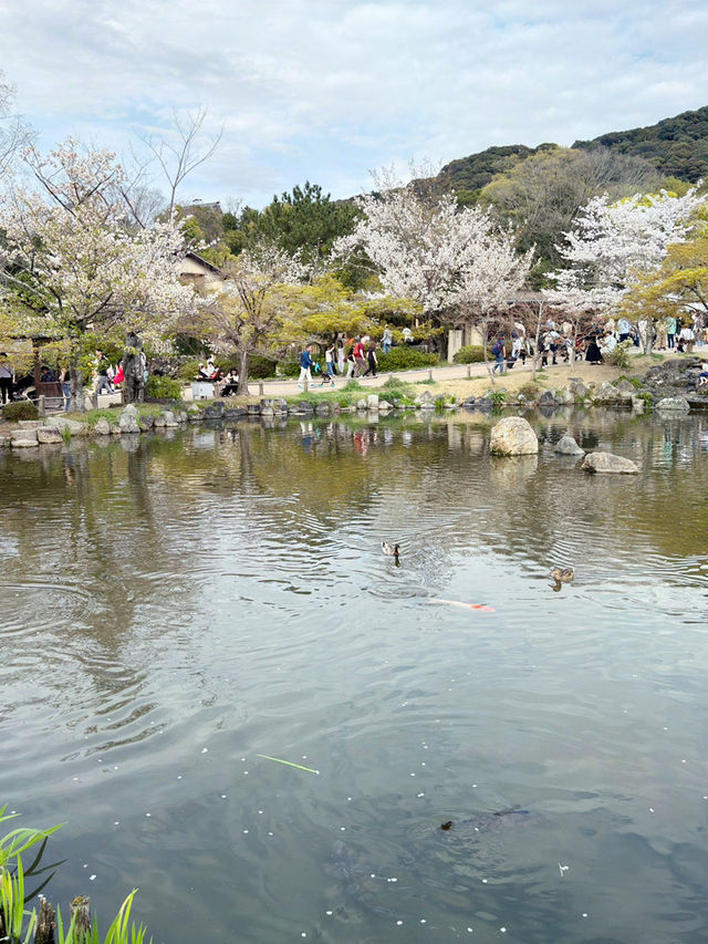京都圓山公園的櫻花之旅 🌸✨