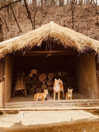 A Budget-Friendly Dive into Korea's Past: Korean Folk Village Review