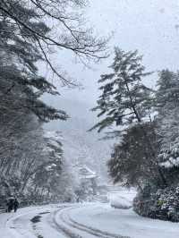 救仁寺📺 冬天去不怕賞不到雪 太多雪了