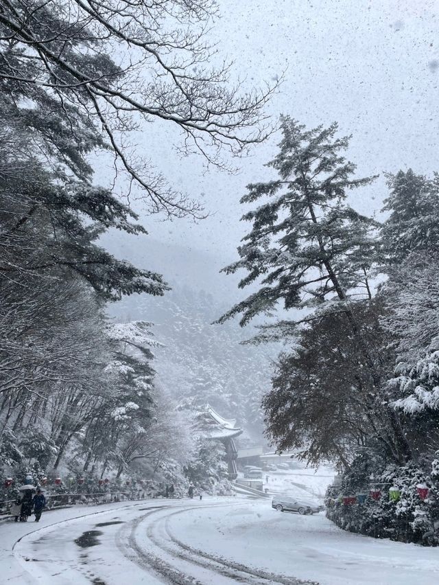 救仁寺📺 冬天去不怕賞不到雪 太多雪了