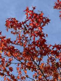 🍂 海天一色的豐州紅葉之旅 🌊