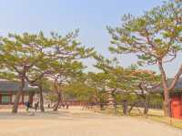 🌸따뜻한 봄에 나들이하기 좋은 곳, 서울 창경궁🏰🌳