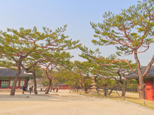 🌸따뜻한 봄에 나들이하기 좋은 곳, 서울 창경궁🏰🌳