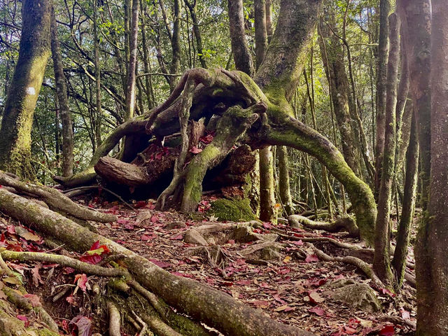 親民的綠野仙境～稍來山步道