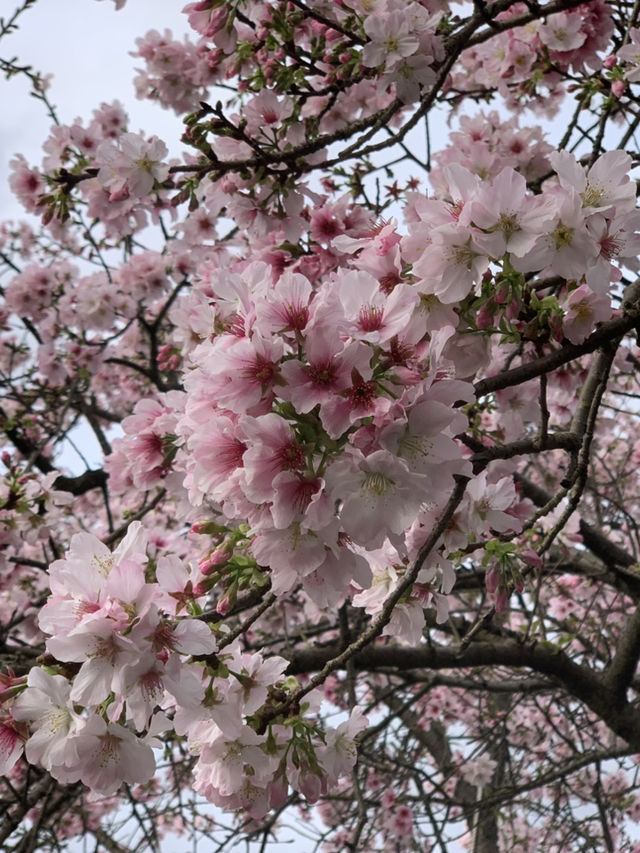 🌸 無極天元真壇：櫻花盛開的靈性之旅 🌸