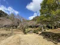嵐山公園三月份嘅特別風情