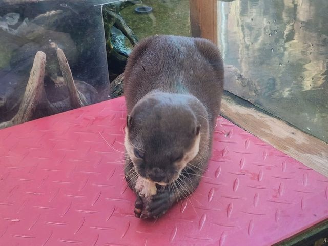 鳥羽水族館🪼蠻遠但值得一去