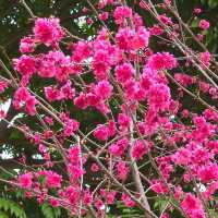 🌸 **天水圍公園櫻花觀賞遊覽分享** 🌸