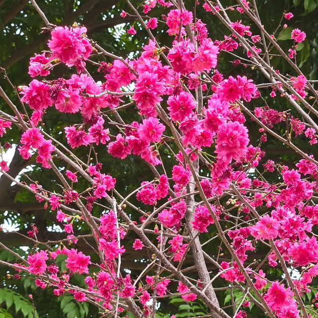 🌸 **天水圍公園櫻花觀賞遊覽分享** 🌸