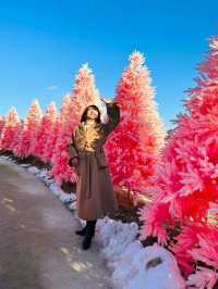 首爾 Herbisland 抱川香草花園